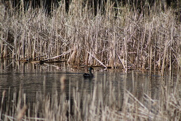 duck on the pond