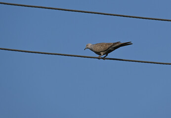 A beautiful eurasian collared dove is seen perched on an electric wire