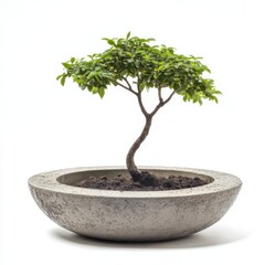 Small bonsai tree in a gray pot against a plain white background