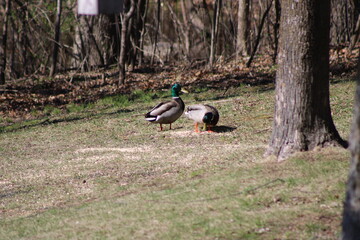 wild duck in the grass