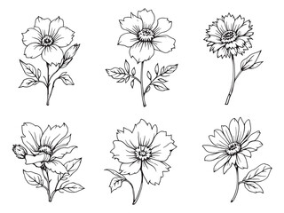 Waxflower vector line art illustration