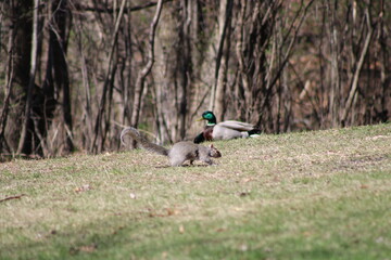 mallard duck and squirrel