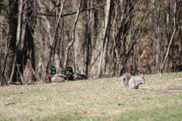 duck in the grass by squirrel
