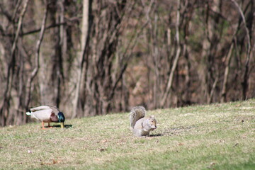 ducks and squirrel in the grass