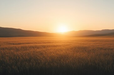 A peaceful wheat field with the sun setting behind