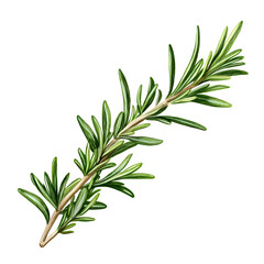 Fototapeta premium Fresh rosemary sprig close up image
