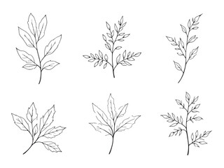 Willow leaf vector line art illustration © VCT