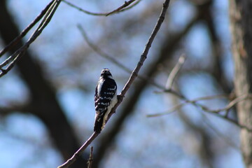 downy woodpecker perched