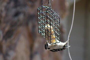 downy woodpecker birdfeeder