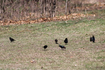 black birds on ground