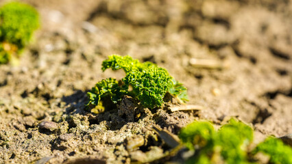 green fresh organic herbs curly parsley, petroselinum crispum ssp. crispum. Parsley moss curl organic herbs on the farming field