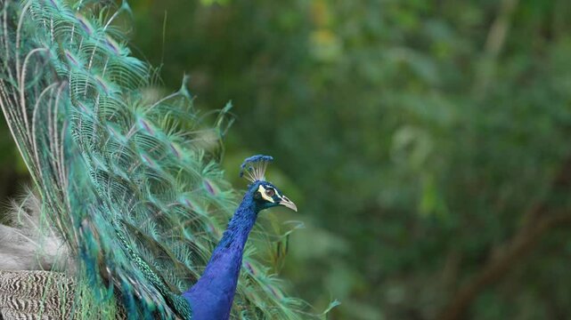 India Peafowl (Pavo cristatus ) bird watching in the garden.