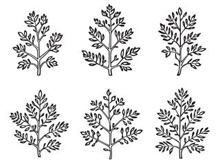 Yarrow Leaf vector line art illustration
