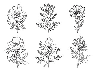 Indian Paintbrush vector line art illustration