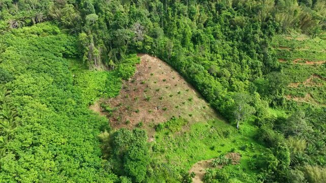 Drone reveals a slope newly planted with evenly spaced crops, highlighting agricultural expansion into previously forested terrain.
