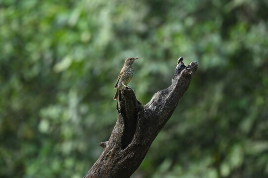 Blue-capped Rock-Thrush female bird resting on Tree branch