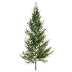 Green evergreen tree graphic design