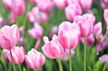 Obraz premium Pink tulips stretch endlessly across the field, basking in the golden light of spring. Each bloom whispers the quiet poetry of renewal, color, and tender warmth.