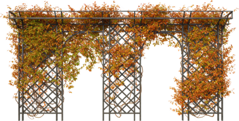 Autumnal Climbing Vine on Ornamental Metal Trellis Garden Archway