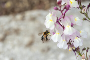 リナリアにとまるミツバチ