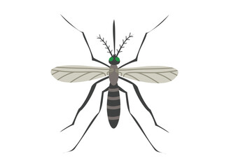 set of an Parasite Disease Mosquito Illustration