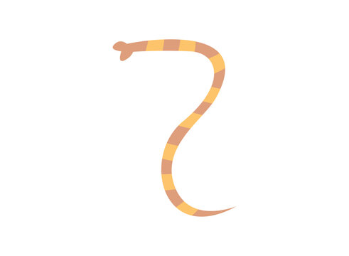 set of an Parasite Disease Tapeworm Illustration