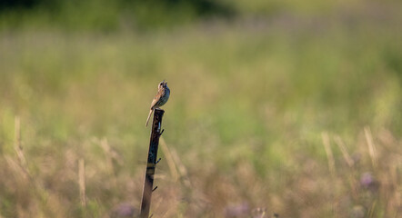 Song Sparrow singing on a fence post