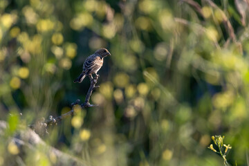 Female red-winged blackbird on a branch