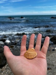 Hand holding a seashell with ocean waves and blue sky in the background