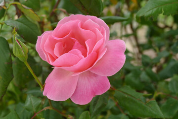 Natura