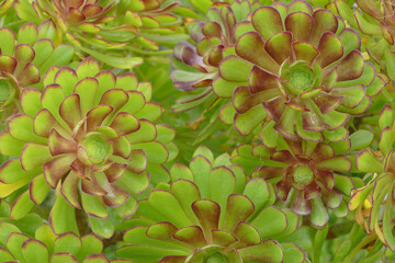 Natura