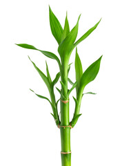 Obraz premium Vibrant green bamboo stalk with fresh leaves, isolated on a transparent background, ready for creative projects