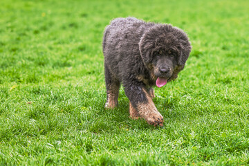 The Tibetan Mastiff puppy on the grass is on a walk