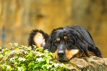 male black and gold Hovie dog hovawart lying with his head resting on a stone
