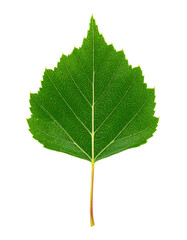 Perfect birch leaf isolated on transparent background, ideal for graphic design projects
