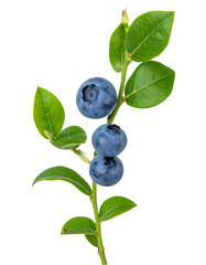 Blueberry plant branch with ripe blueberries isolated on transparent background with clipping path included