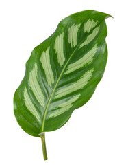 Calathea ornata sanderiana leaf isolated on transparent background