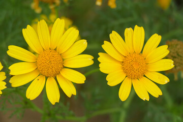 Natura