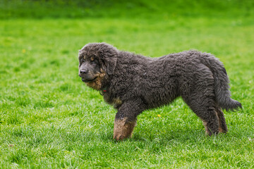 The Tibetan Mastiff puppy portrait in the park