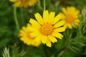 Natura