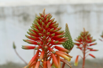 Natura