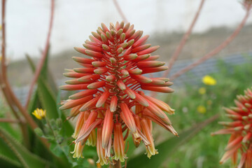 Natura