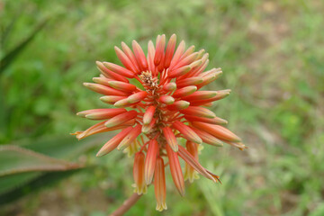 Natura