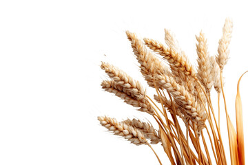 Fototapeta premium Golden wheat ears illustration in PNG format with a transparent background, perfect for agriculture, harvest, and organic food themes. Enhance projects with this warm, rustic natural element.