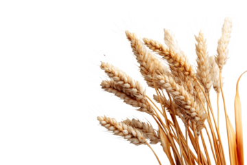 Golden wheat ears illustration in PNG format with a transparent background, perfect for agriculture, harvest, and organic food themes. Enhance projects with this warm, rustic natural element.