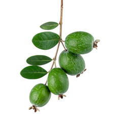 Feijoa branch with fresh green fruits and leaves isolated on transparent background