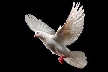 Obraz premium White dove flying isolated on black background and Clipping path. freedom on international day of peace concept