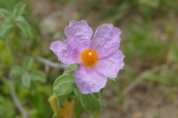 Natura