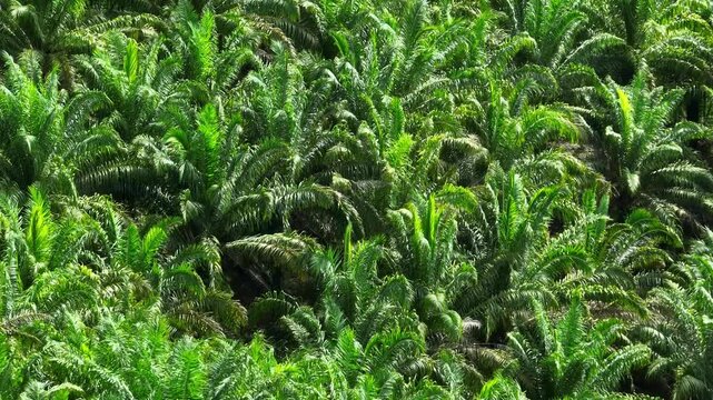 The drone captures an expansive field of palm trees, each row carefully spaced to maximize crop yield and sustainability, highlighting the scale of the plantation.
