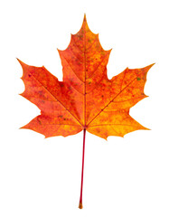 Obraz premium Close up of a colorful autumn maple leaf, isolated on a transparent background, perfect for seasonal designs